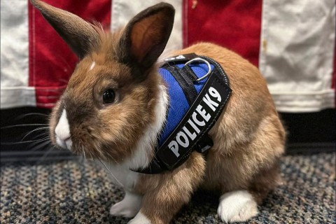 Rabbit joins police in California as its ?wellness officer?